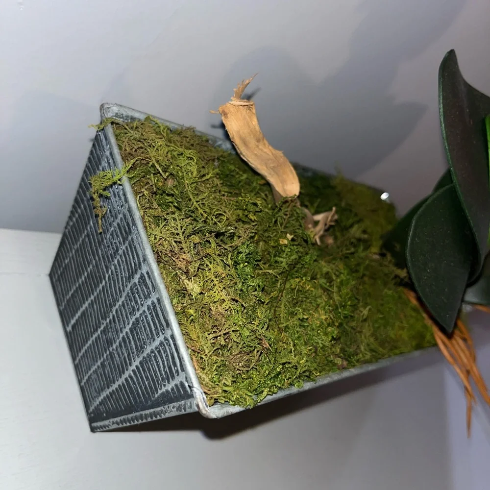N/A moss pot