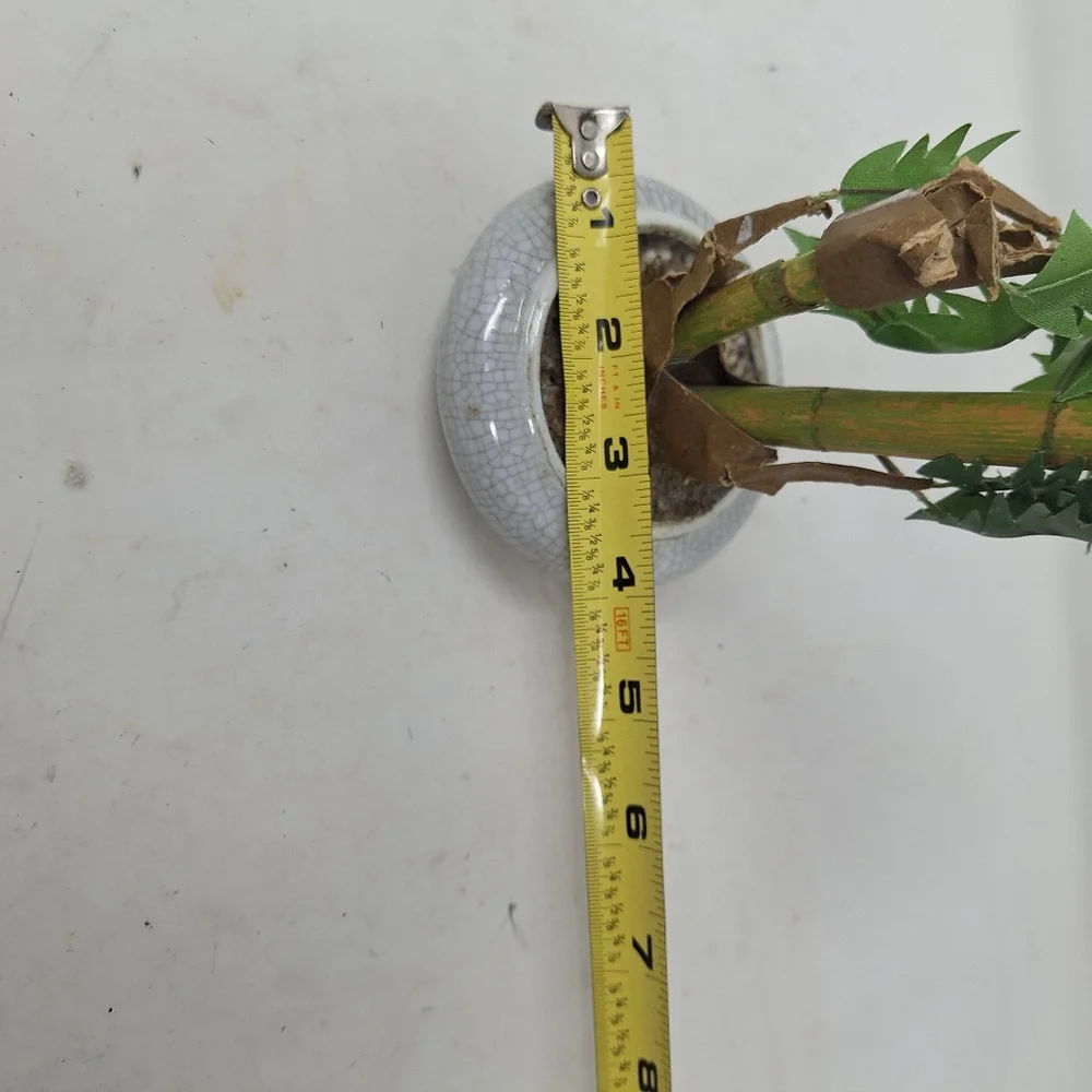 None faux bonsai