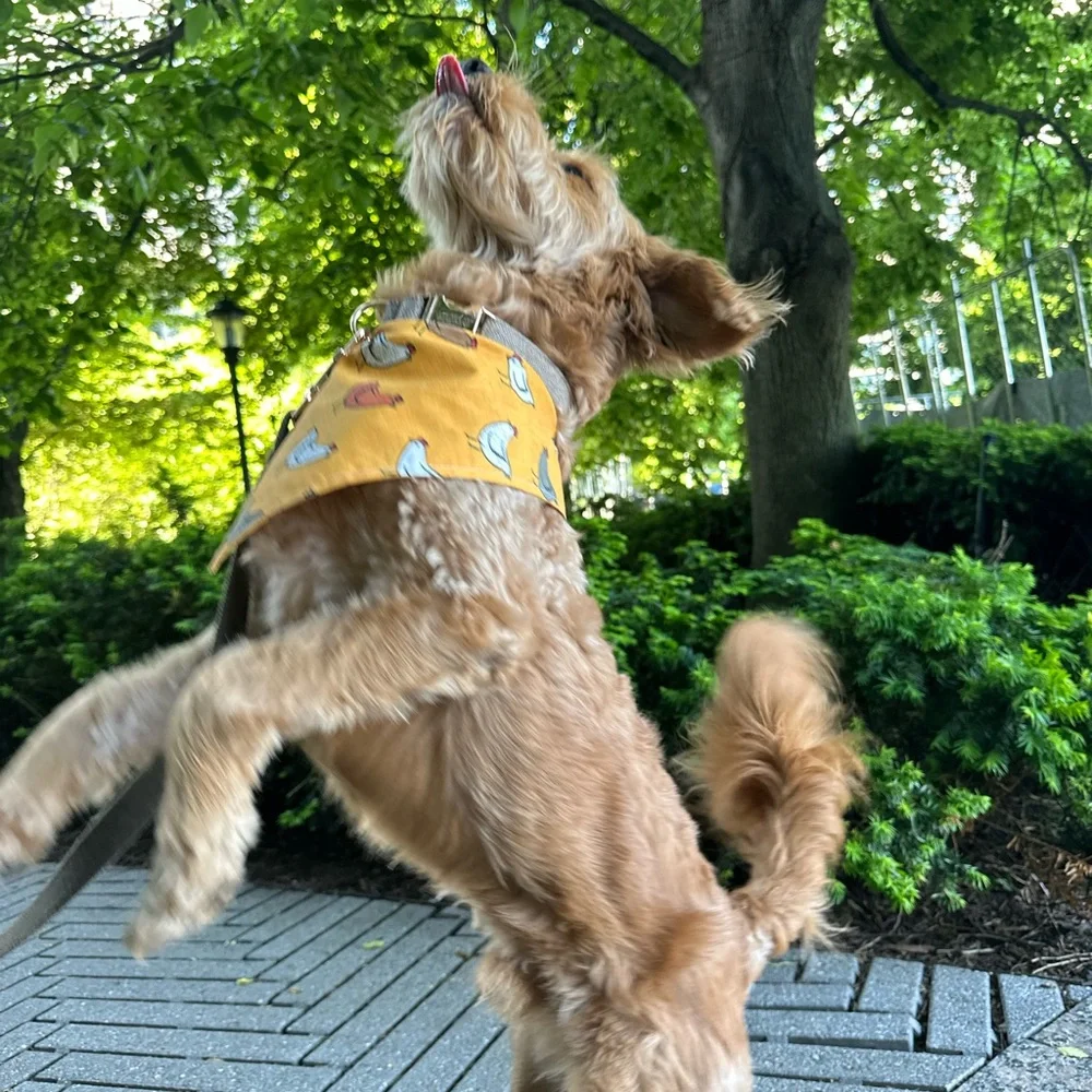 N/A dog bandana