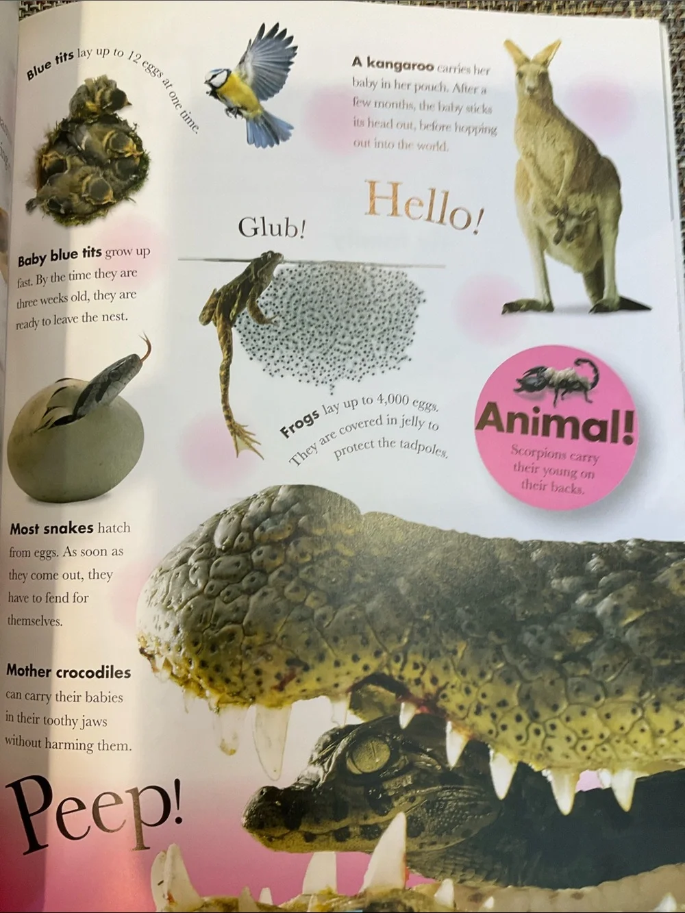 N/A dk animals
