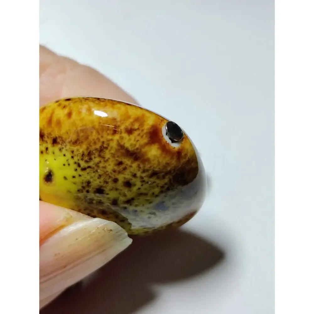 Vclm charm tusk length