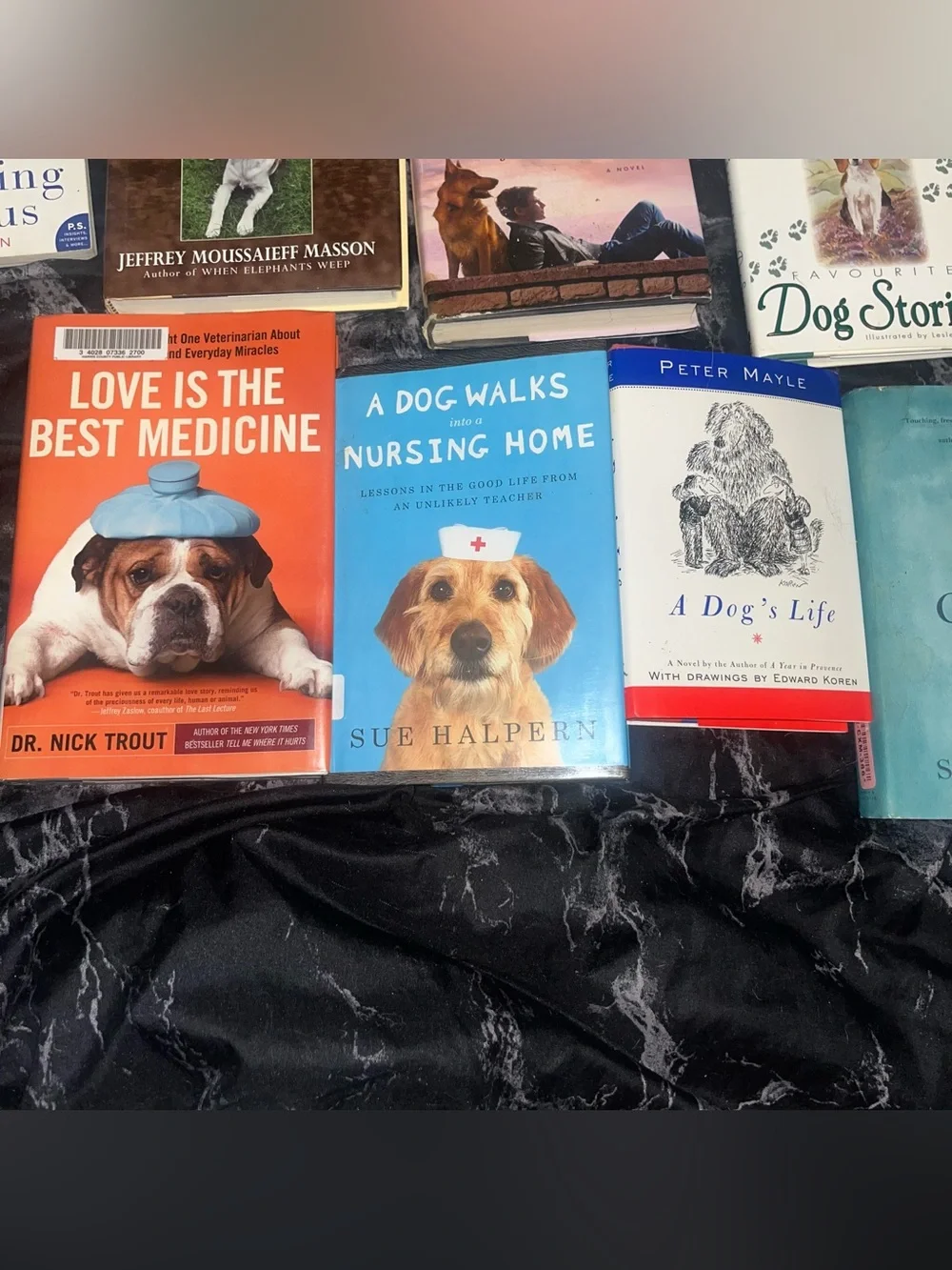 multi assorted dog