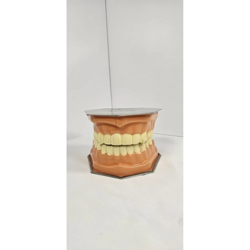 VTG Dental‎ Teeth Model Pro-Phy-Lac-Tic Brush Co Florence Mass Dentist Display