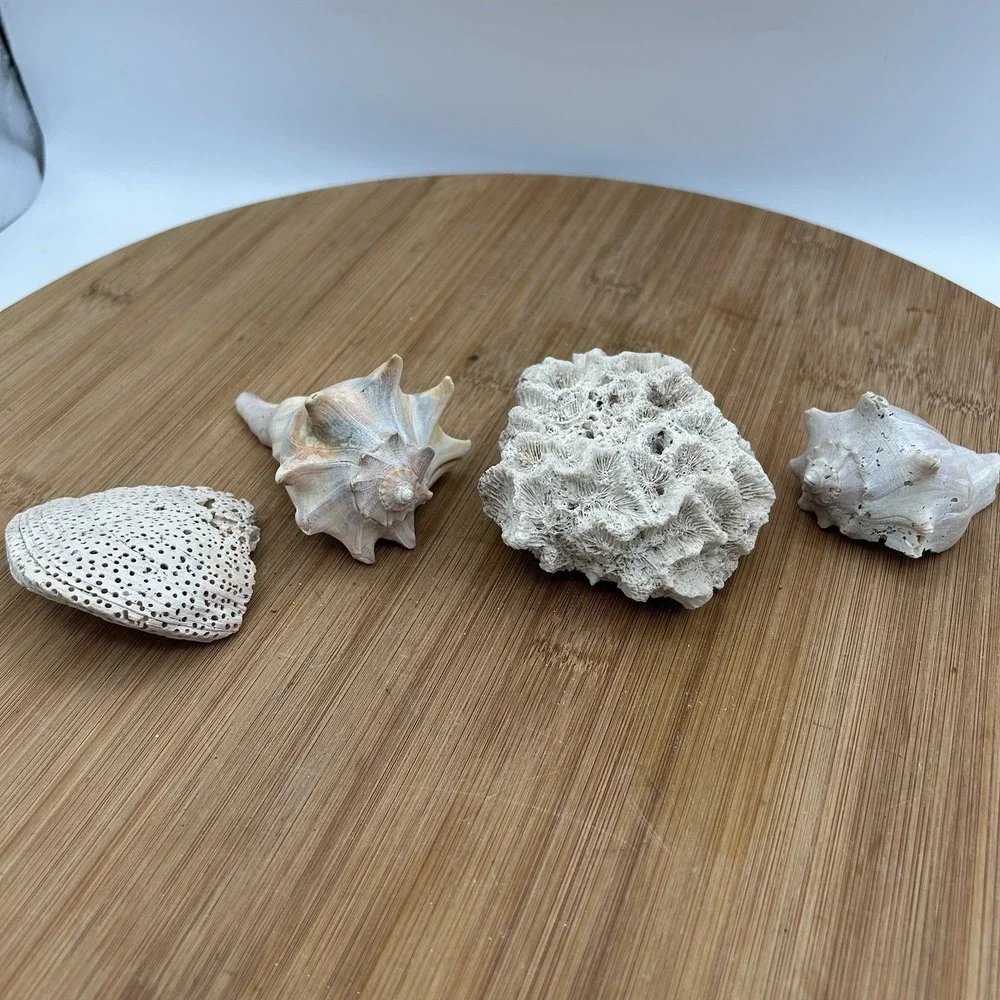 N/A coral dried whelk