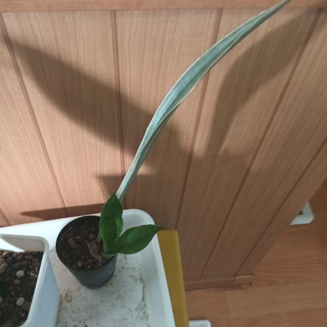 set sansevieria