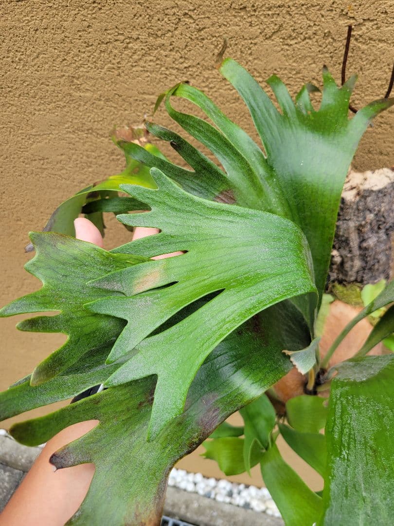fronds seen