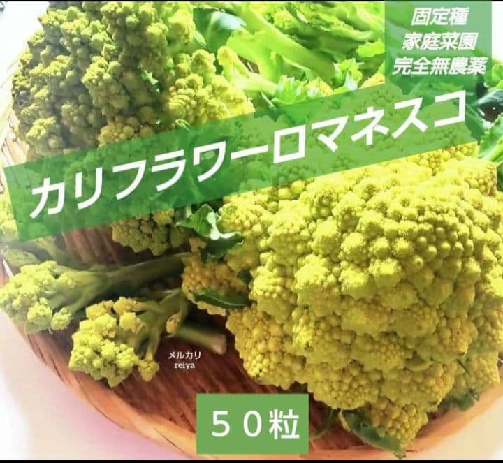 snap quickly dish
