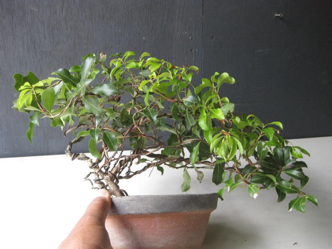 Andromeda Bonsai, Twisted Trunk, From Nakatsugawa, Gifu Prefecture, Wild-Collected, Height 23cm, Flowers Not Confirmed