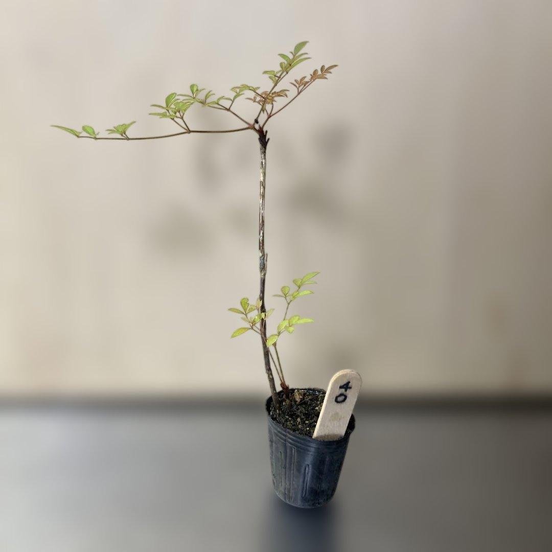image sample