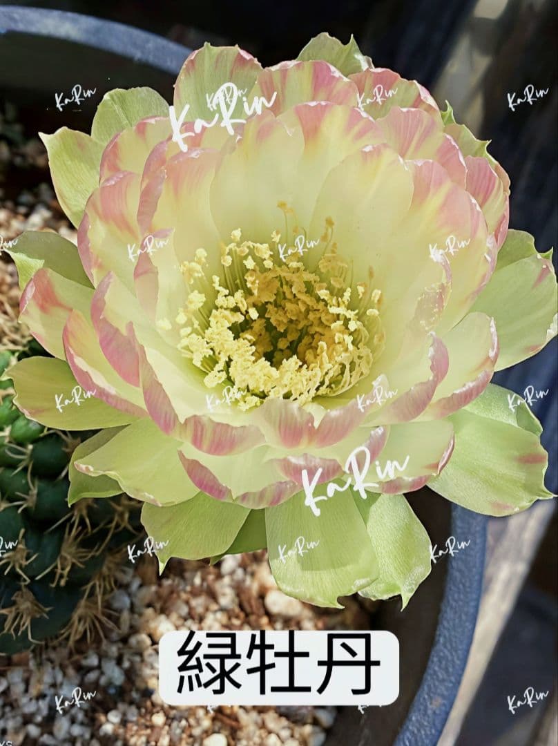 rooting hormone