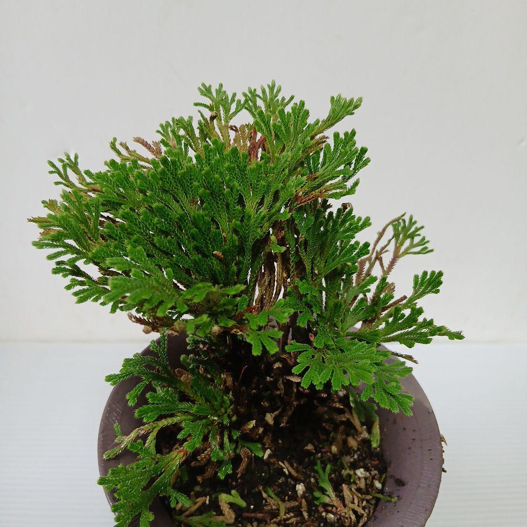 planted inch