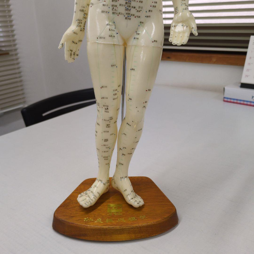acupoints<br> human looking