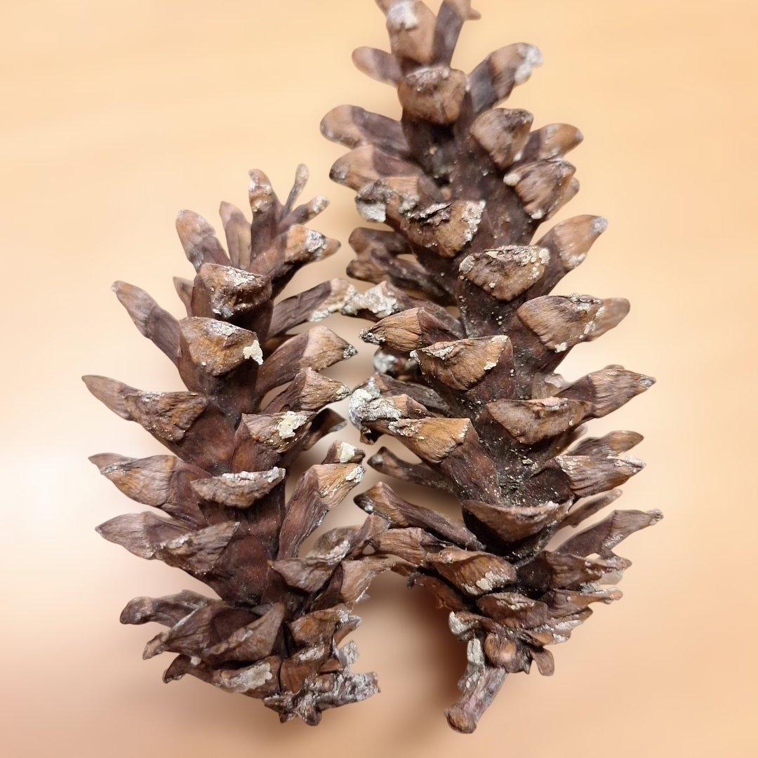 making pinecones<br> looking
