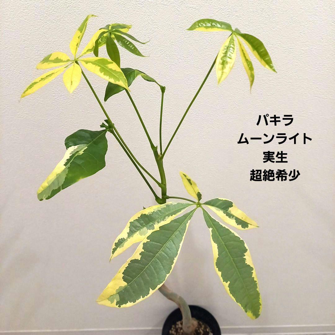 Extremely Rare Pachypodium Moonlight, Seedling, Thick Curved Trunk, Superb Variegation, Approx. 110cm from pot base