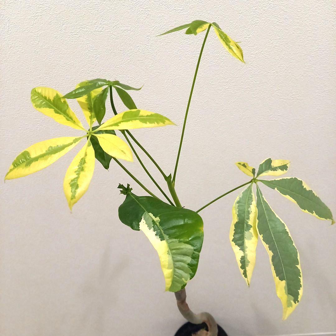 extremely rare<br>pachira