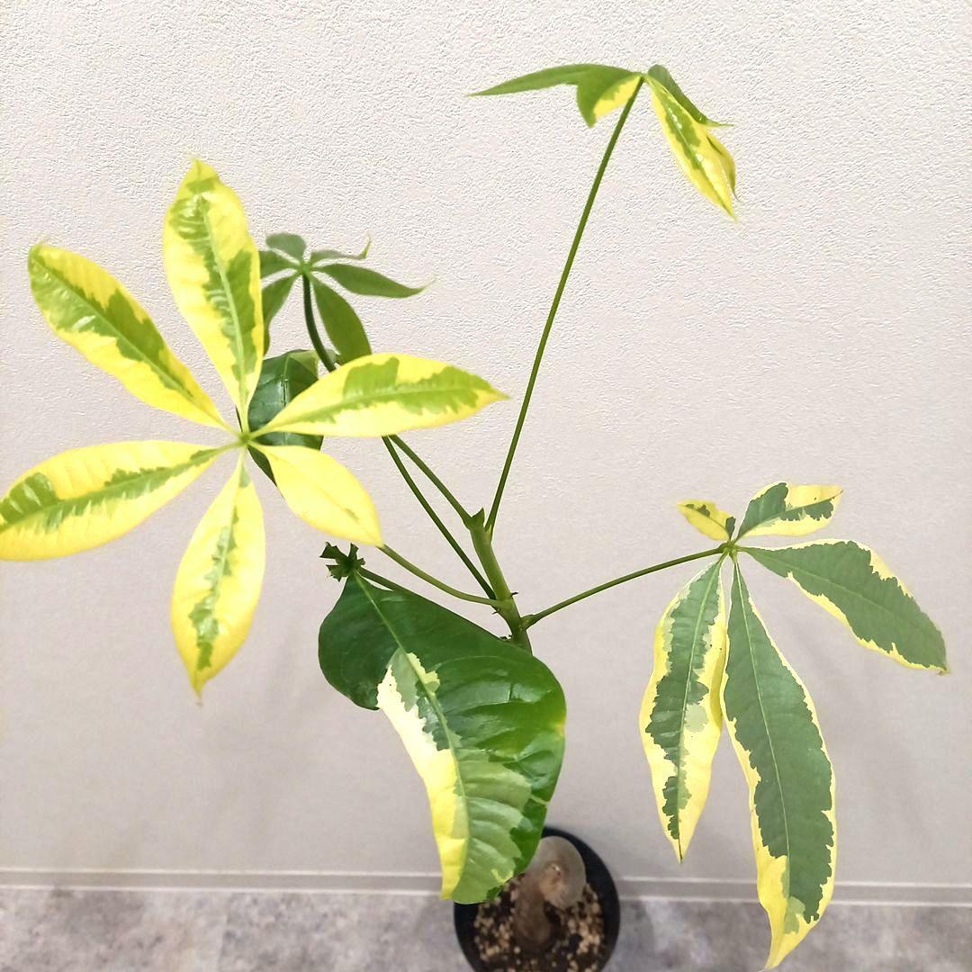 extremely rare<br>pachira