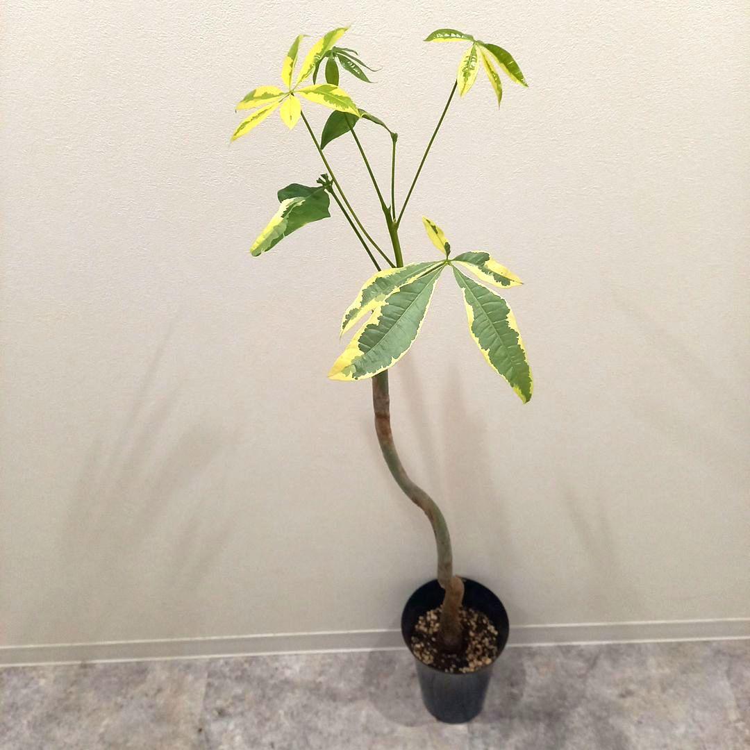 extremely rare<br>pachira