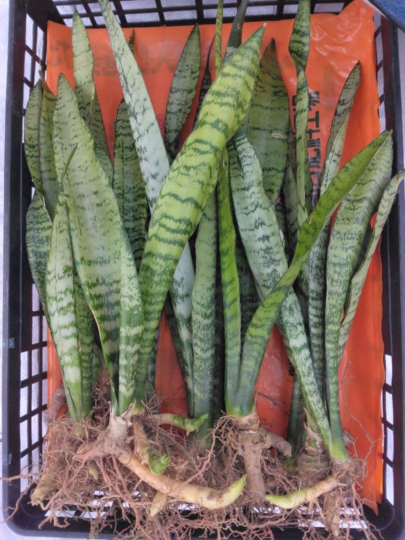 sansevieria houseplant<br>12