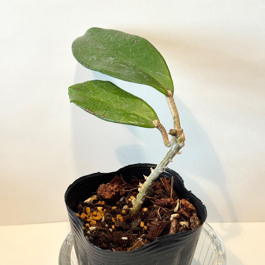 hoya pubicalyx