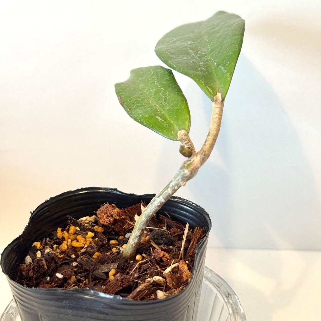 hoya pubicalyx
