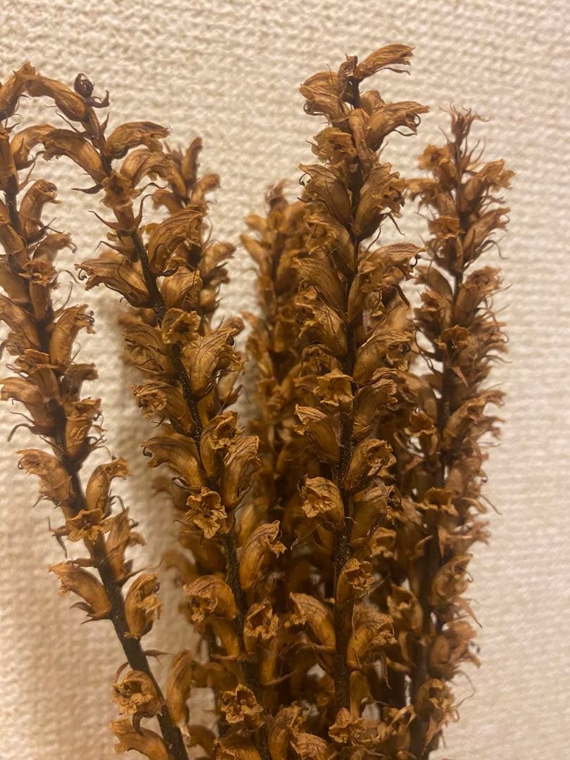 this dried