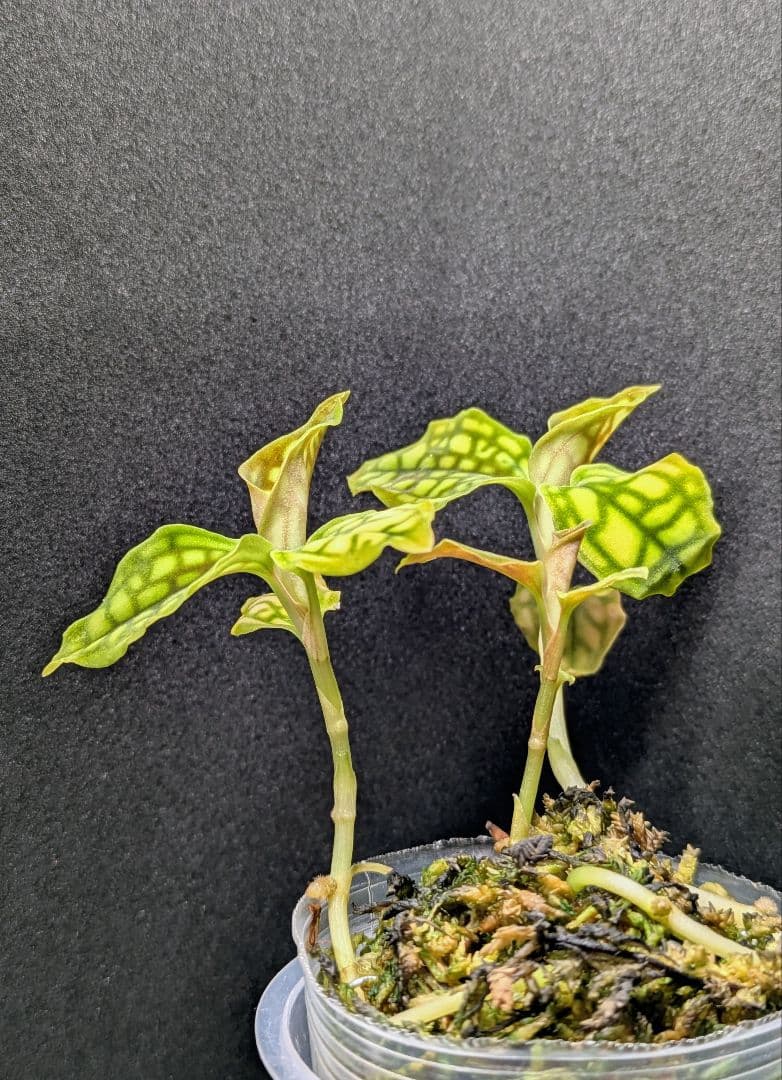 jewel orchid<br>cystorchis