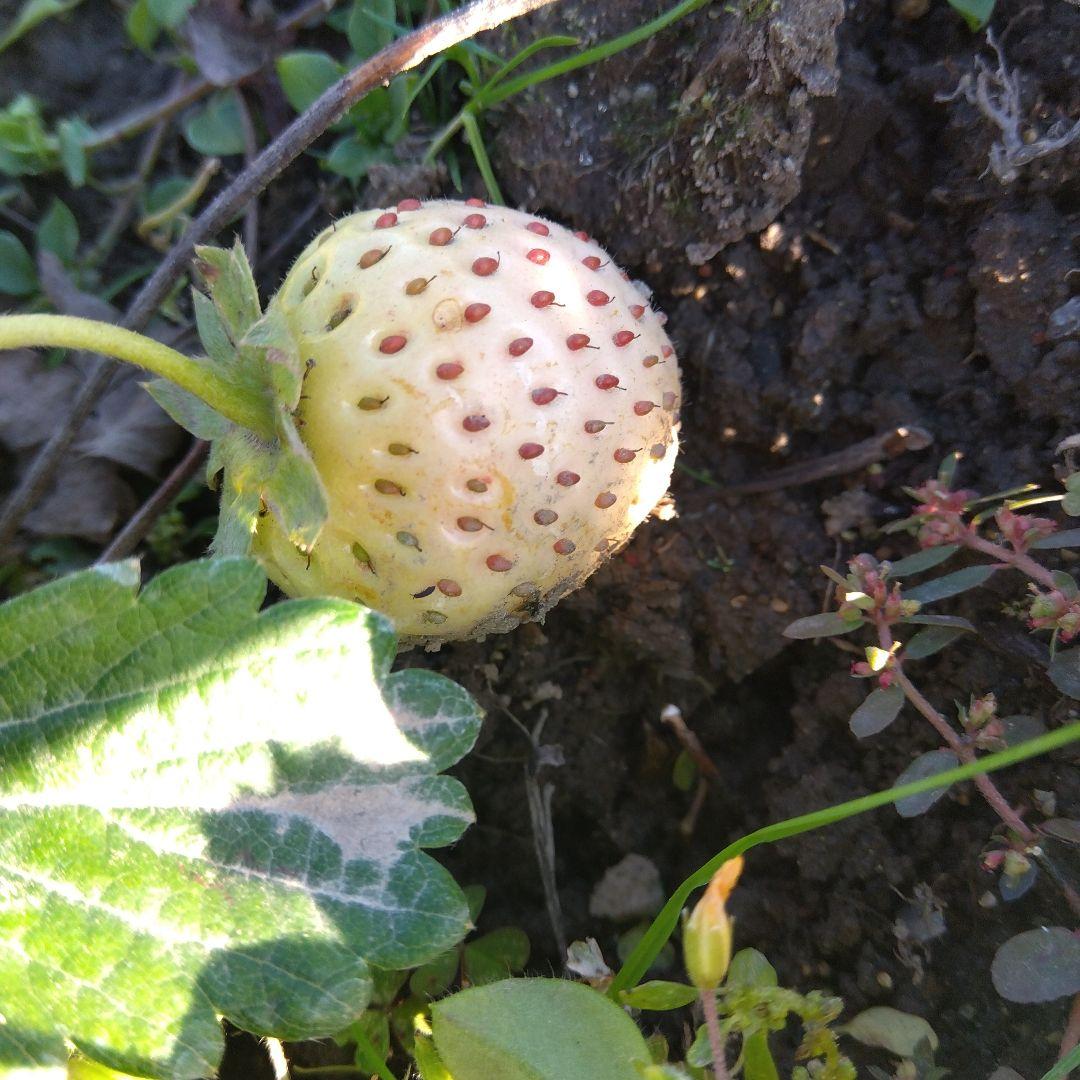 broadleaf<br> bloom<br>