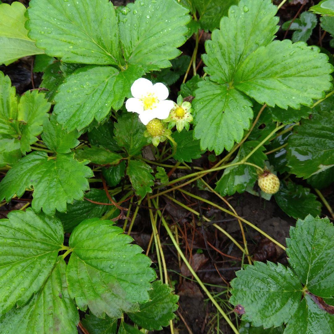 strawberry<br> pollinated white