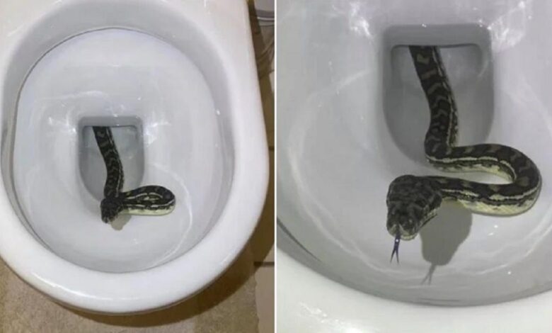 Idosa encontra cobra gigante no banheiro de sua casa ao se sentar na privada na Austrália