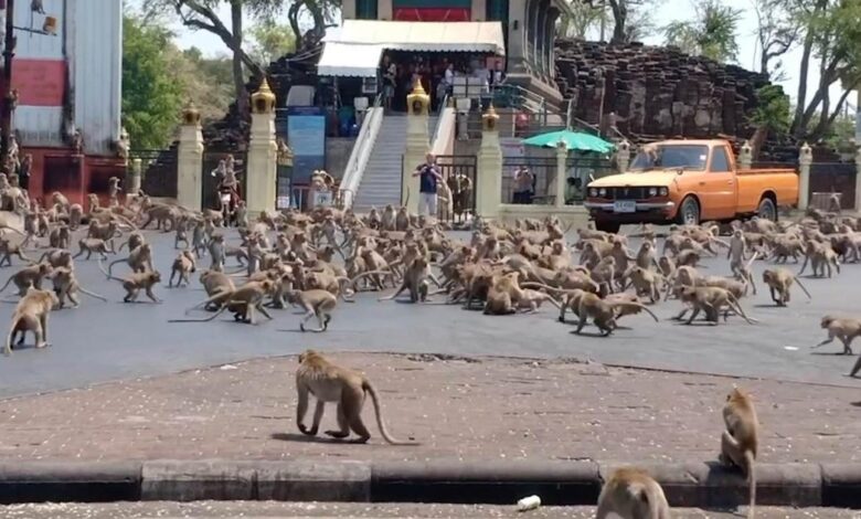 Macacos roubam amostras de sangue positivas para coronavírus