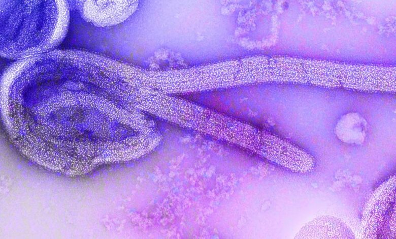 OMS anuncia novo surto de ebola na República Democrática do Congo