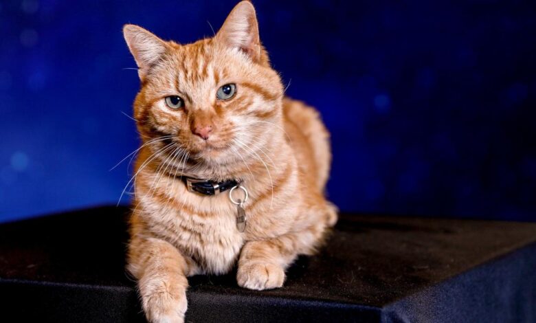 5 famosas que mostram seu amor por gatos nas redes sociais