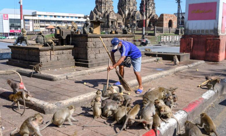 Tailândia tenta recuperar cidade dominada por macacos