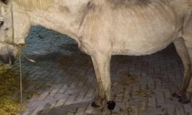 Cavalo é encontrado usando tornozeleira eletrônica no Ceará
