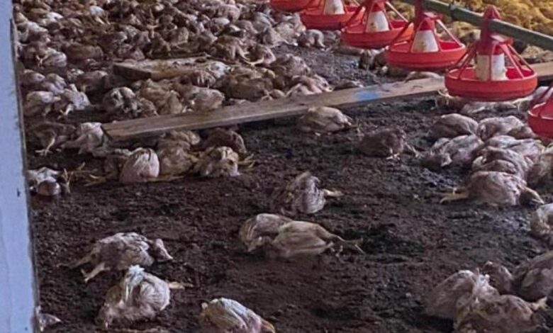 Chuva torrencial provoca morte de cerca de 35 mil frangos em aviários no Rio Grande do Sul