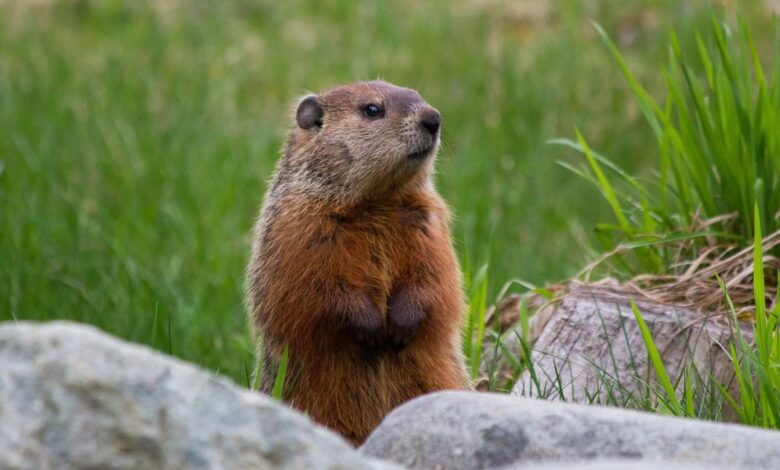 Jovem morre de peste bubônica ao comer carne de marmota na Mongólia