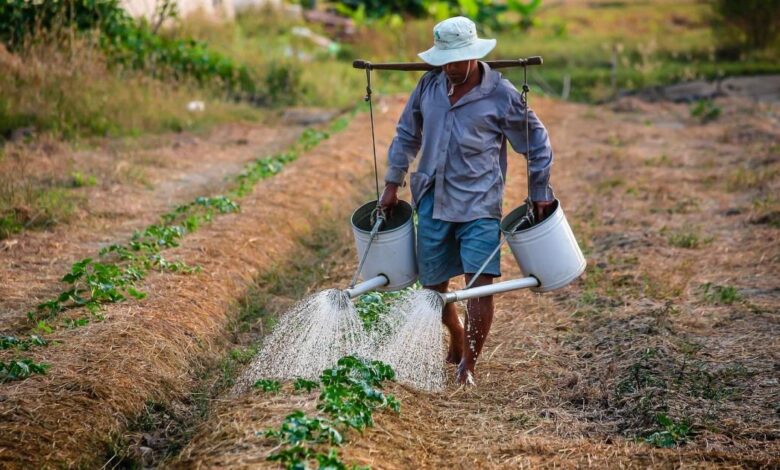 Câmara aprova auxílio emergencial de R$ 600 a pequenos agricultores