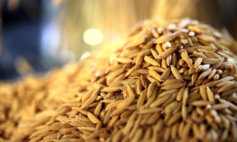 Veja quais países lideram a venda e a compra de arroz do Brasil