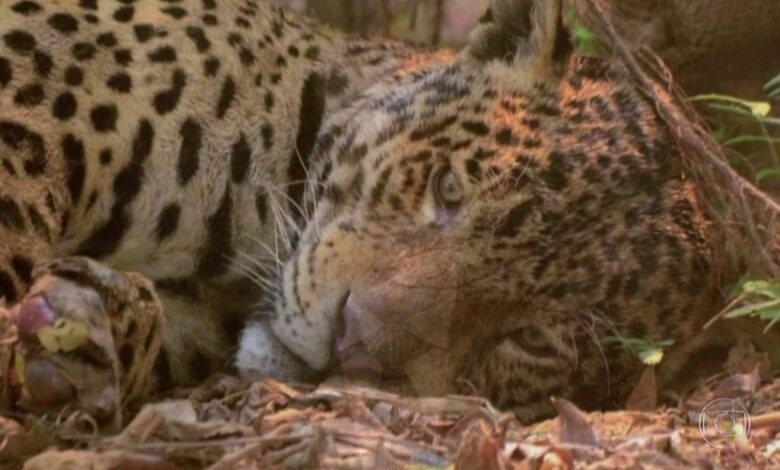 Ambientalistas tentam salvar animais em santuário ecológico em chamas em Mato Grosso