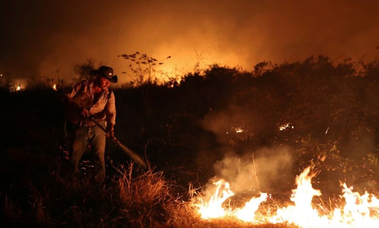 Incêndios no Pantanal causam devastação, matam animais e emitem alerta climático