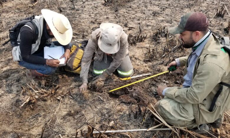 Força-tarefa investiga número de animais mortos no Pantanal
