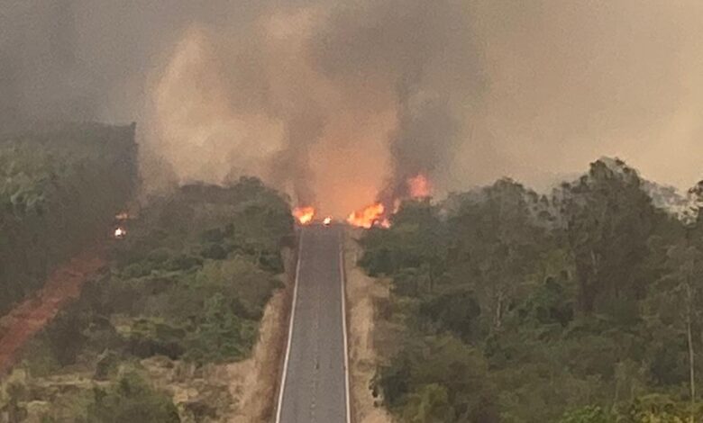 Fogo destrói vegetação, floresta de eucalipto e interdita rodovia em MS