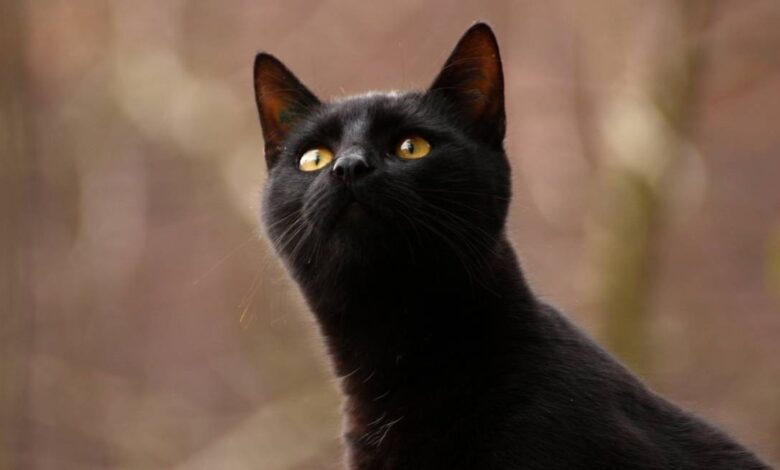 Gatos contraem e transmitem Covid-19, mas adoecem pouco, sugere estudo