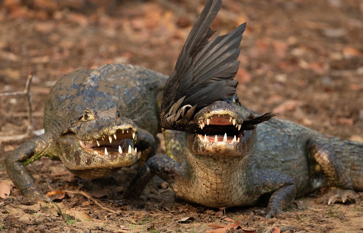 Falta de alimentos, desequilíbrio, risco de extinção: como as queimadas afetam os animais do Pantanal
